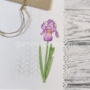 Gummiapan - Iris dies, str 2x63, 6,5x48, 4,5x50, 24x29 mm
