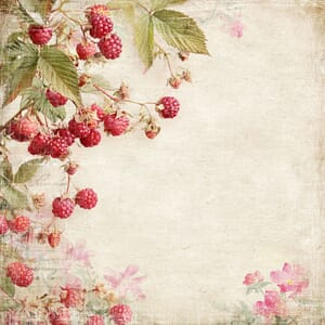 Reprint: Raspberries - Summer Garden