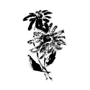 Penny Black: Rubber Stamp - Windflower