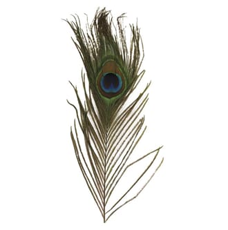 Påfuglfjær - 25cm, 3 stk