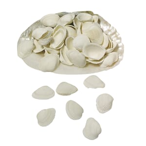 Skjell i skjell - Ass. utvalg av hvite skjell