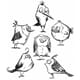 Tim Holz: Bird Crazy - Cling Rubber Stamp Set