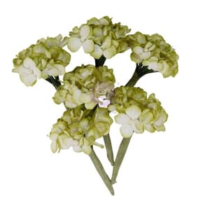 Prima - Homegrown Flowers Garden Hydrangea Mist
