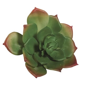 Dekor - Echeveria, 85x35 mm, 1/Pkg