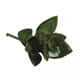 Dekor - Mini-Sukkulente Haworthia, 5x3.5 cm, 1/Pkg