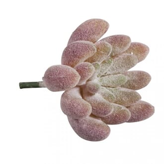 Dekor - Mini-Sukkulente Echeveria malve, 4x2.5 cm, 1/Pkg