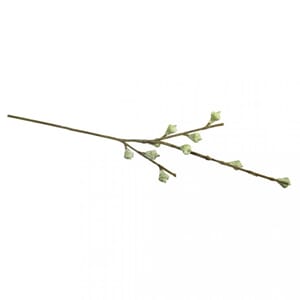 Eucalyptus kvist med frukt, str 40 cm, 1 stk