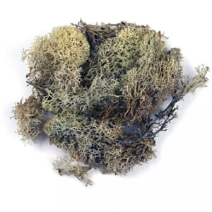 Islandsk mose - Natural, 30 gram