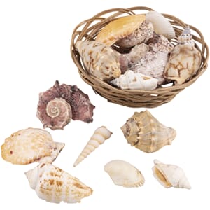 Skjell i kurv - Ass. utvalg av skjell