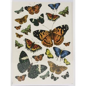 Dress My Craft - Vintage Butterflies Transfer Me, A4