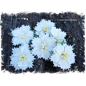 Papirdesign: Hvite Julestjerner, 30/Pkg