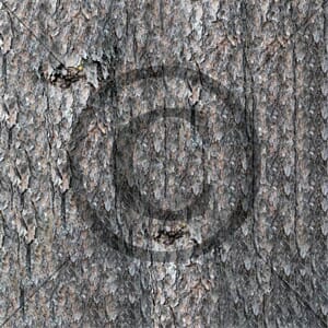 Papirdesign: Furubark - Til deg og dine