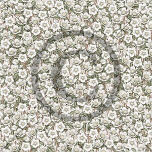 Papirdesign: Julerose - Til deg og dine