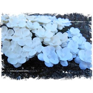 Papirdesign: Søte blomster - Hvite & beige str 16 mm, 40/Pkg