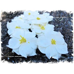 Papirdesign: Asalea, lys gul, str 43 mm, 8/Pkg