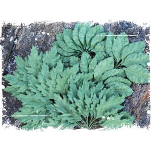 Papirdesign: Grønne blader, str 3 cm