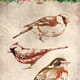 Studio Light - Birds Magical Christmas Clear Stamp